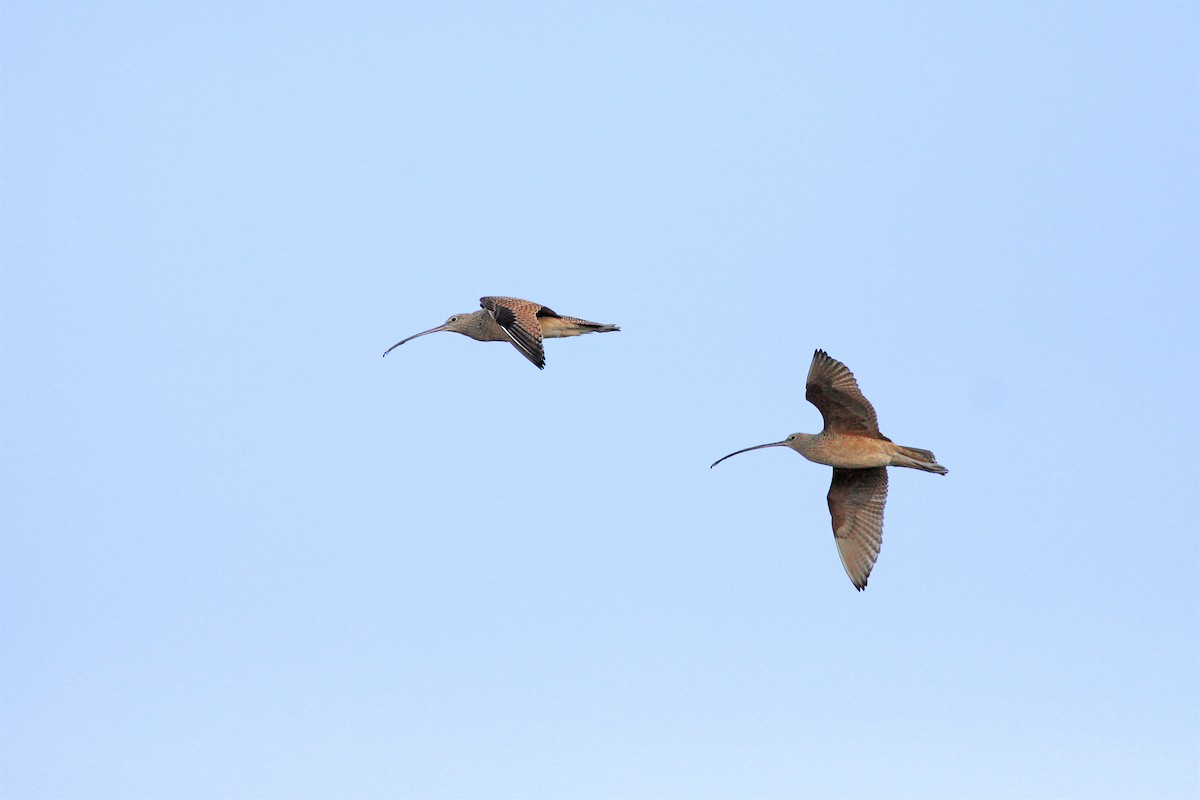 Courlis à long bec - ML406201161