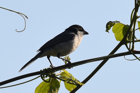 Black-capped Warbling Finch - ML406201951