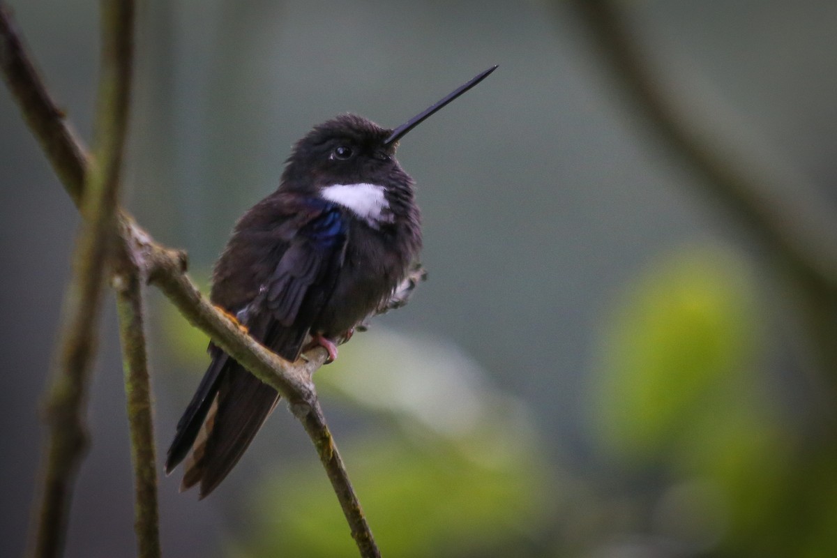 Black Inca - Chantelle du Plessis (Andes EcoTours)