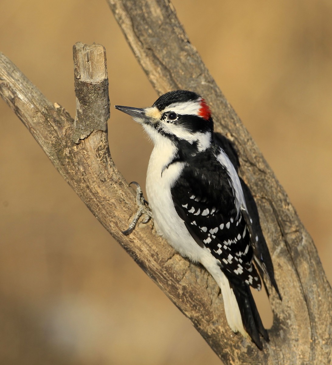 Hairy Woodpecker - James Kinderman