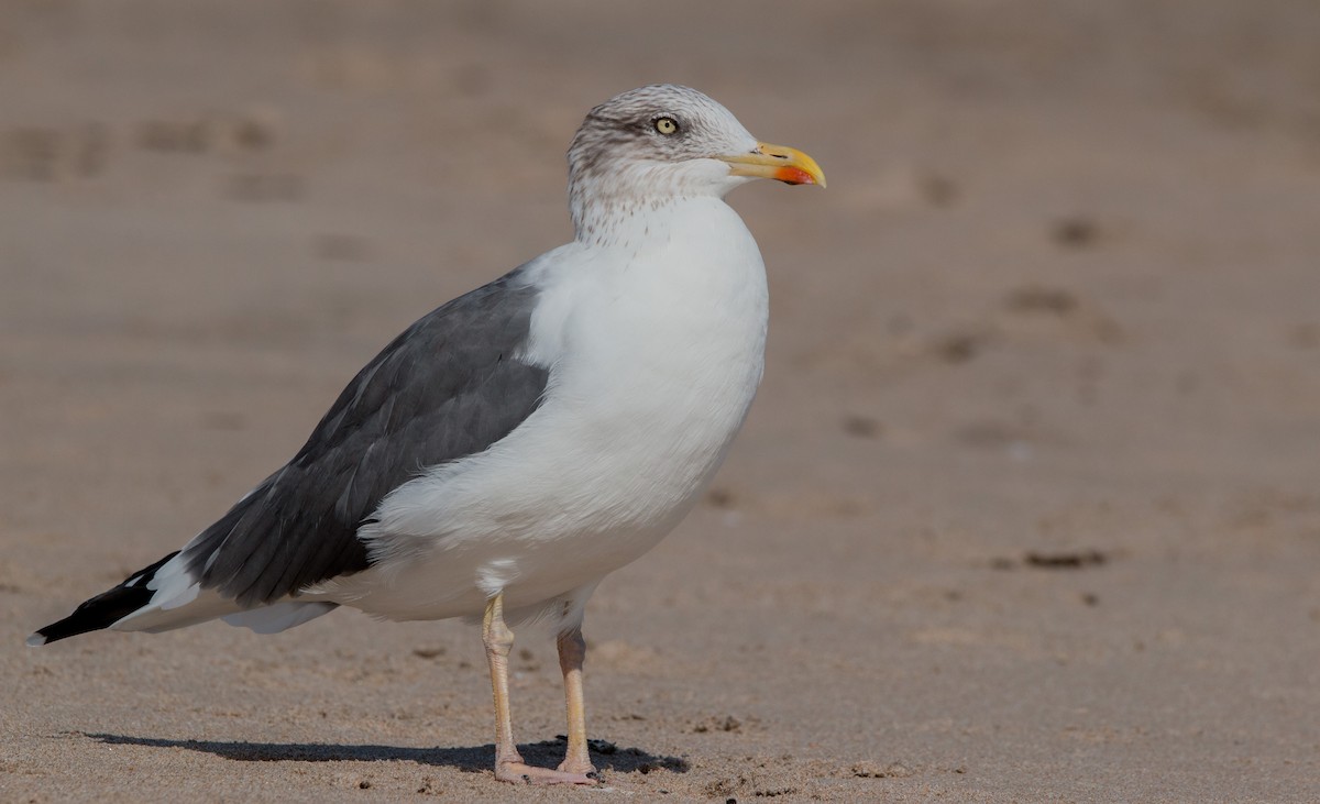 Lesser Black-backed Gull - ML406202751