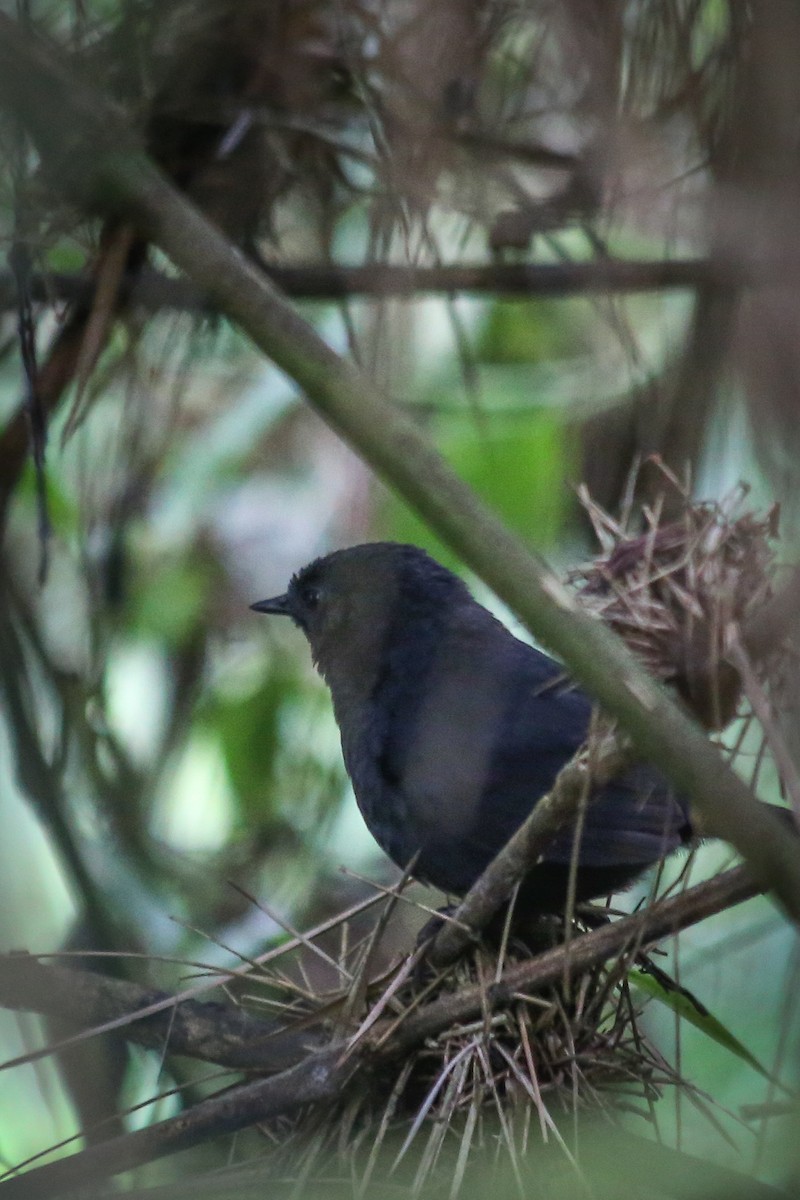 Blackish Tapaculo - ML40620281