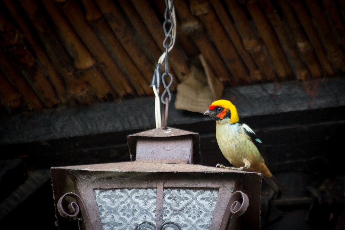 Flame-faced Tanager - ML40620301