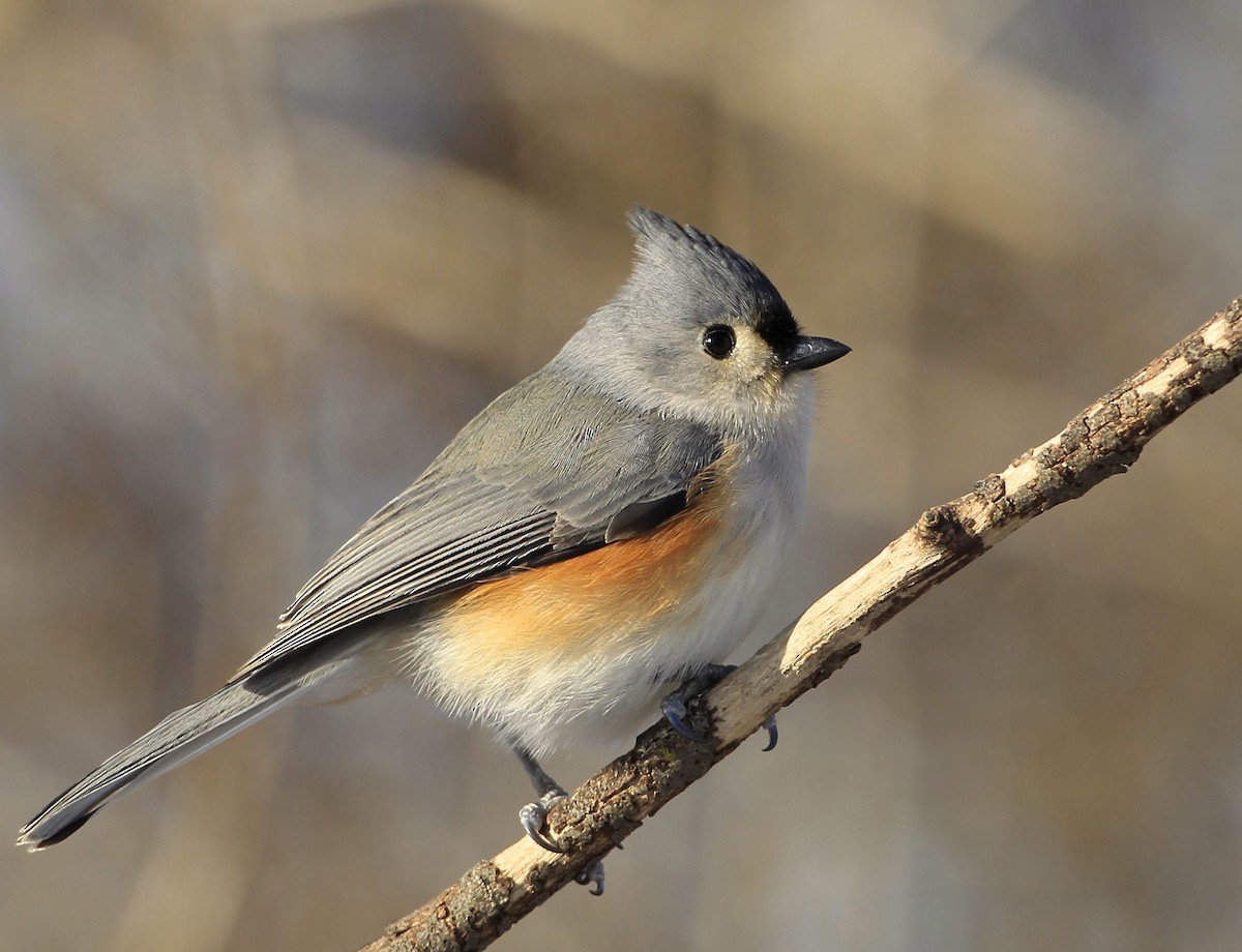 Tufted Titmouse - James Kinderman