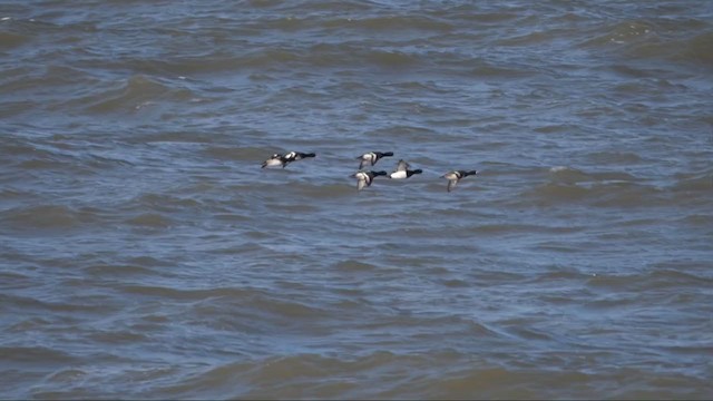 Greater Scaup - ML406203171