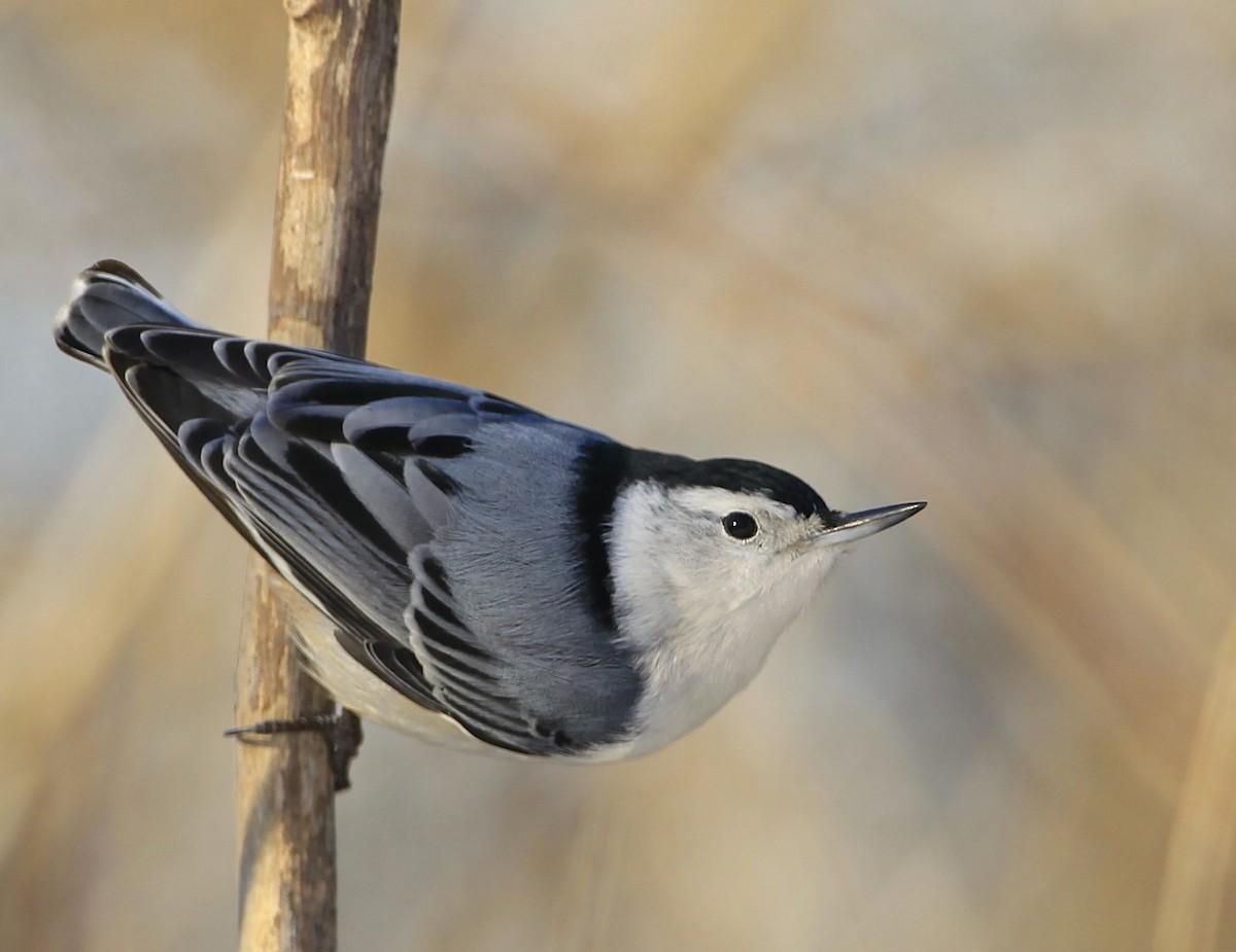 White-breasted Nuthatch - James Kinderman