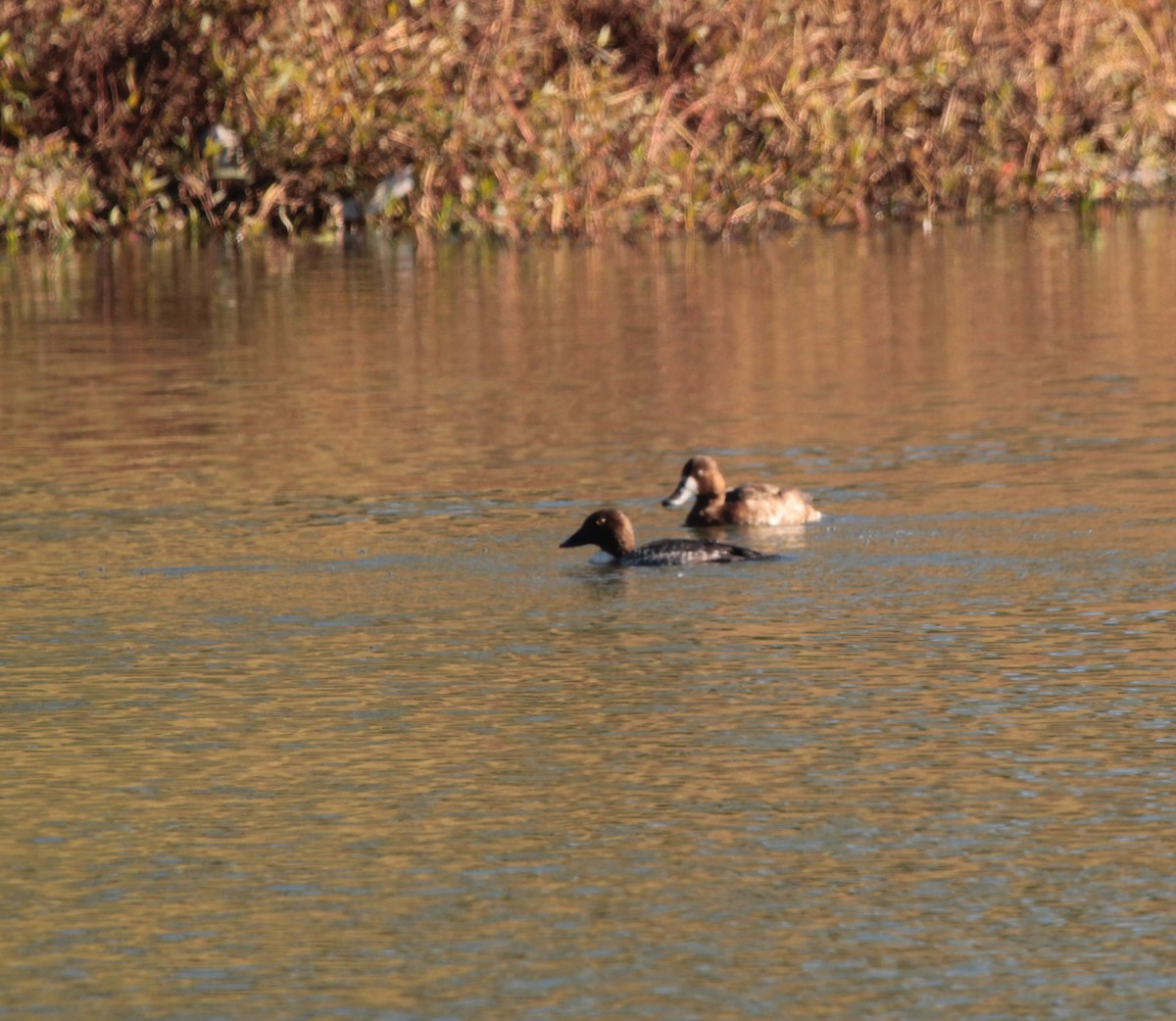 Common Goldeneye - ML406203981