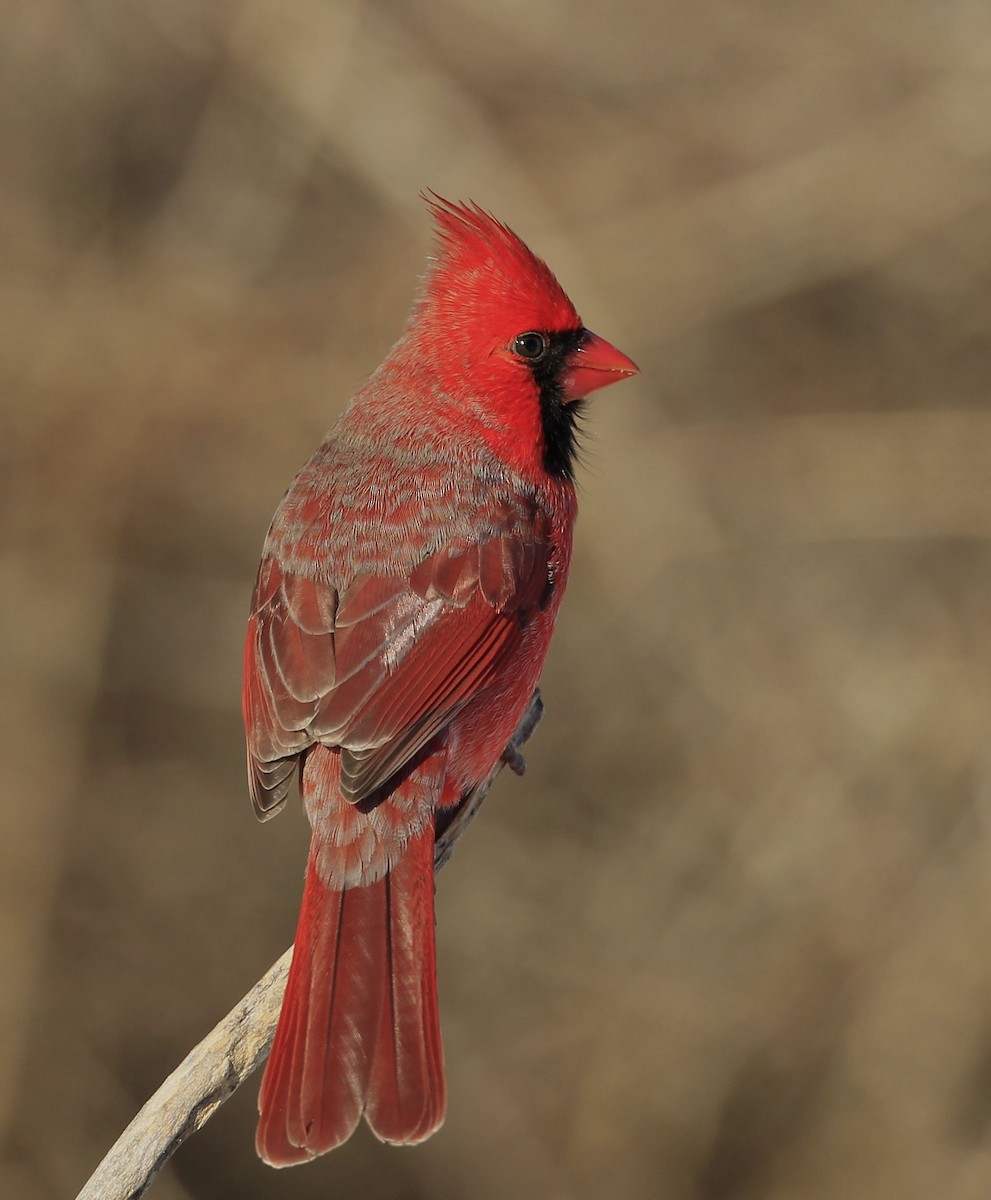 Cardinal rouge - ML406204131