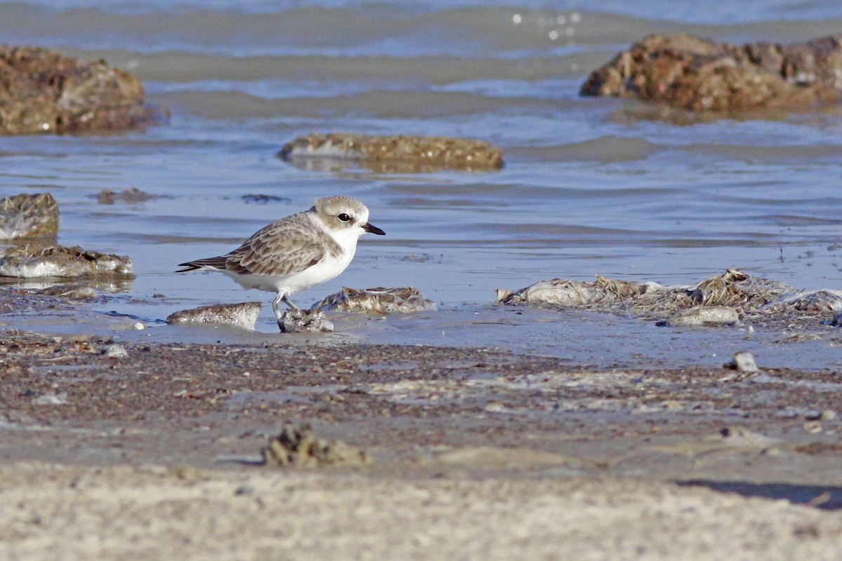 Snowy Plover - ML406205581