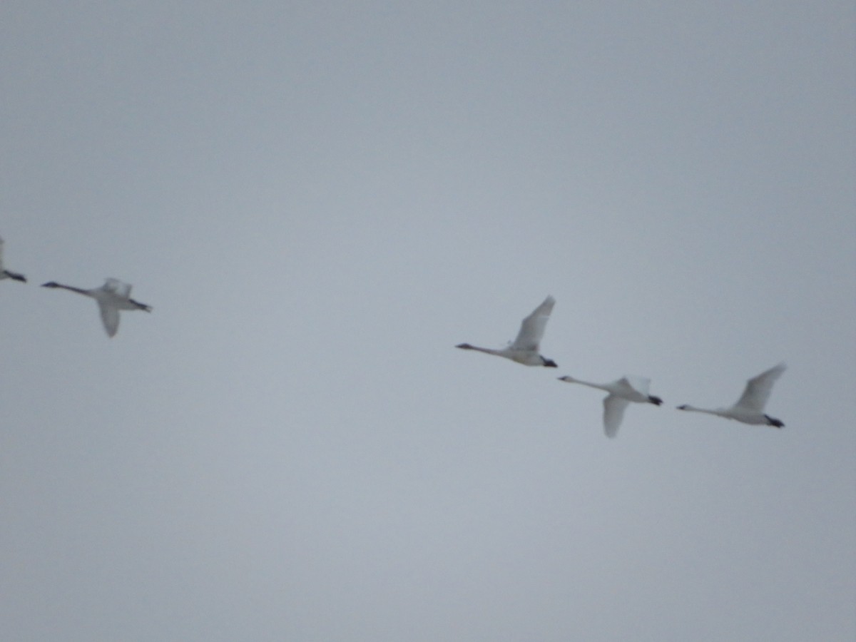 Trumpeter Swan - ML406206361