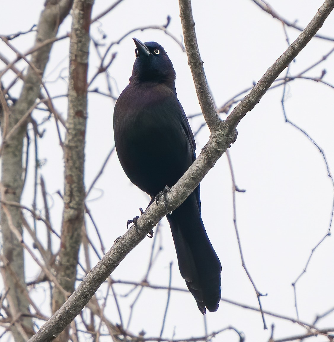 Common Grackle - ML406206651