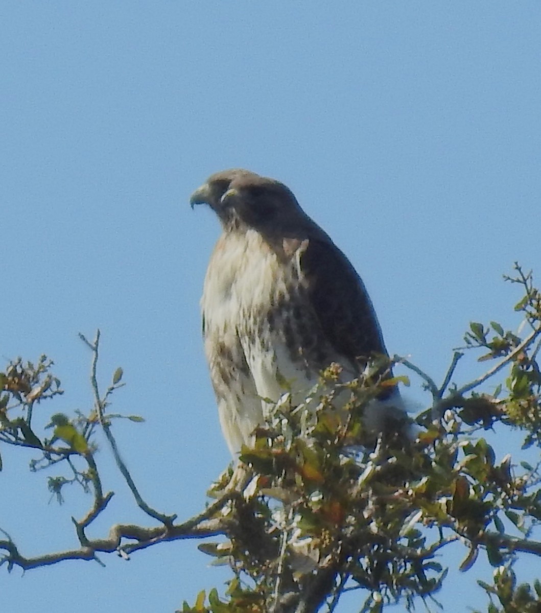 Red-tailed Hawk - ML406208161