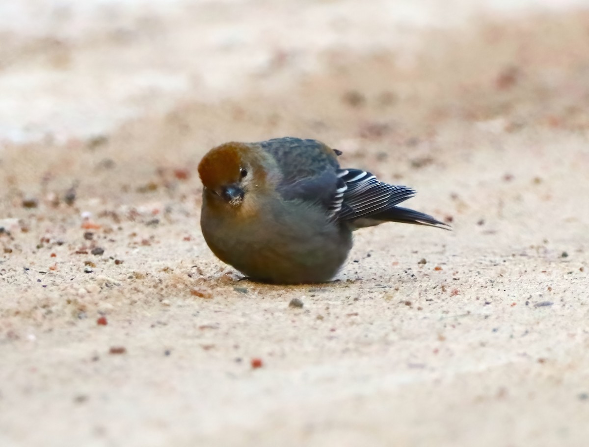 Pine Grosbeak - ML406208621