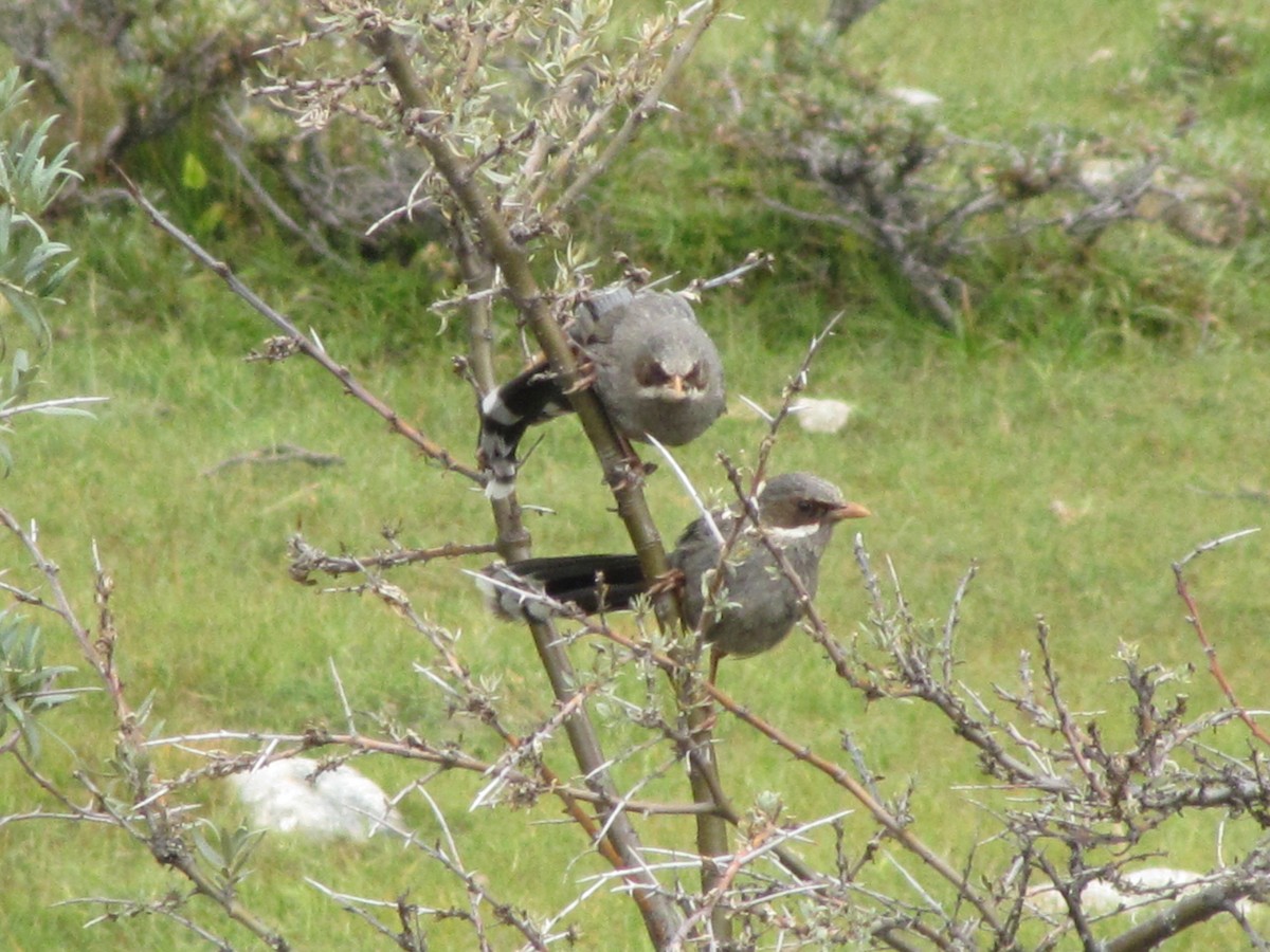 Prince Henry's Laughingthrush - ML406208691