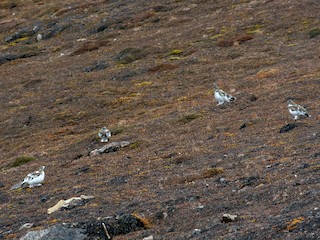 Habitat - Rock Ptarmigan