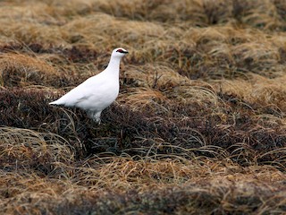 Nonbreeding adult - Rock Ptarmigan