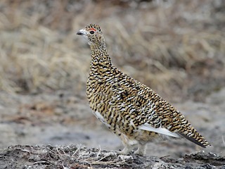 Breeding female - Rock Ptarmigan