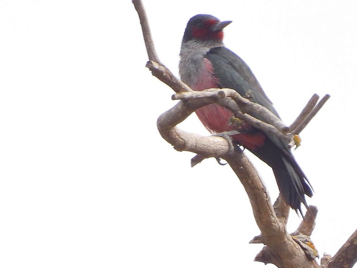 Lewis's Woodpecker - ML406210201