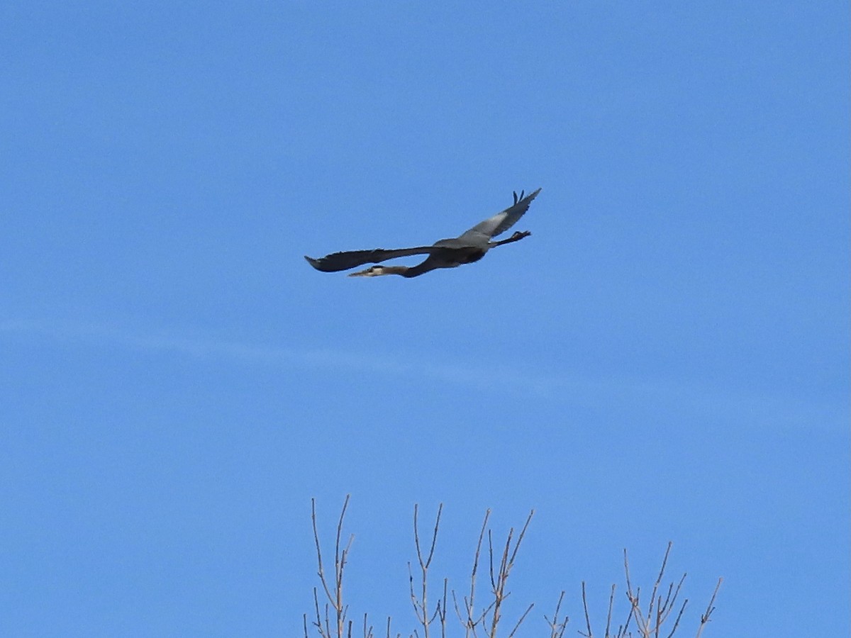 Great Blue Heron - ML406210591