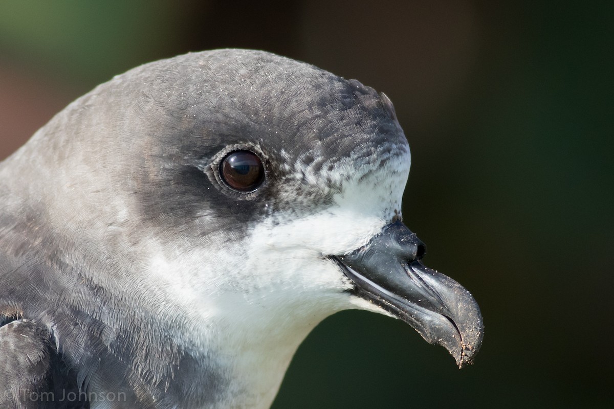 Bermuda Petrel - Tom Johnson