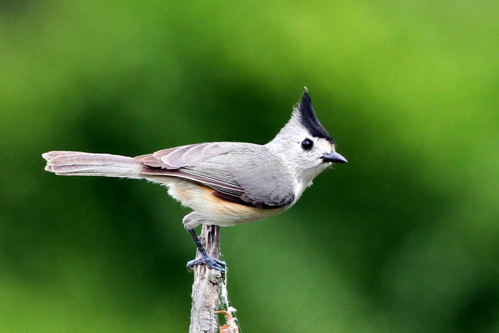 Black-crested Titmouse - Dick Dionne