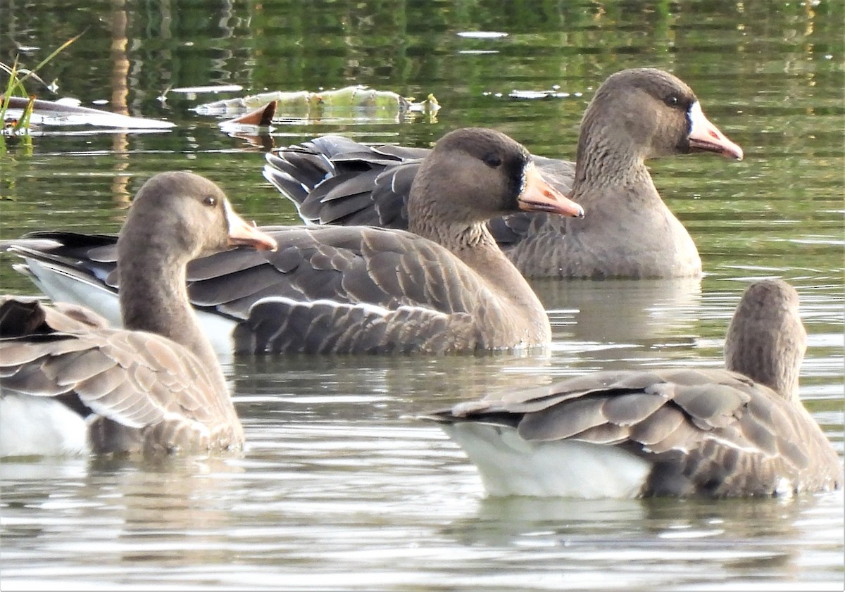 Greater White-fronted Goose - ML406212801