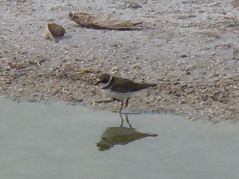 Semipalmated Plover - ML406212881
