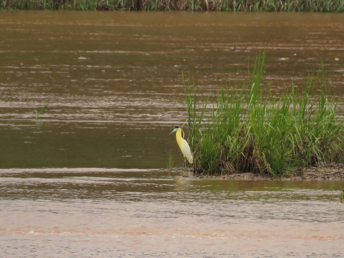 Capped Heron - ML406213811