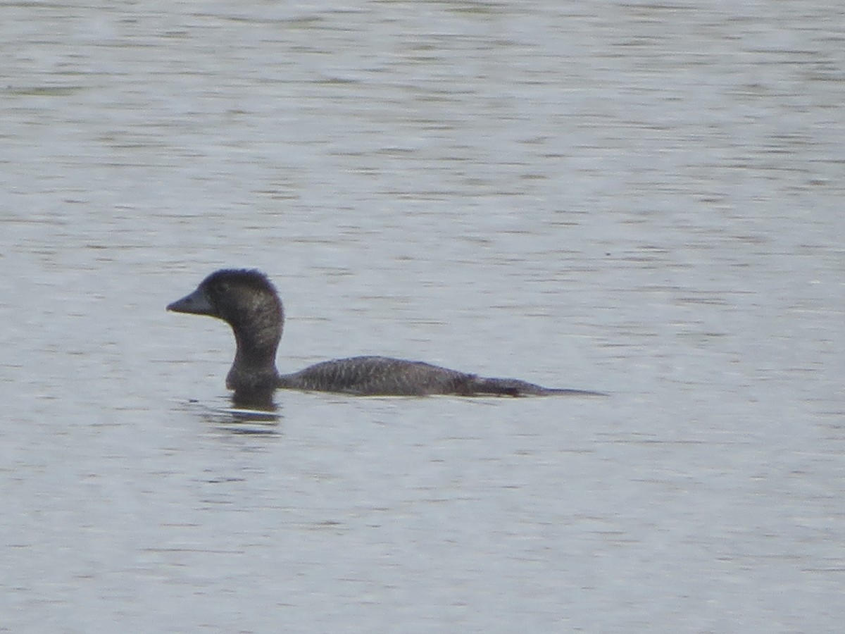 Musk Duck - ML406215371