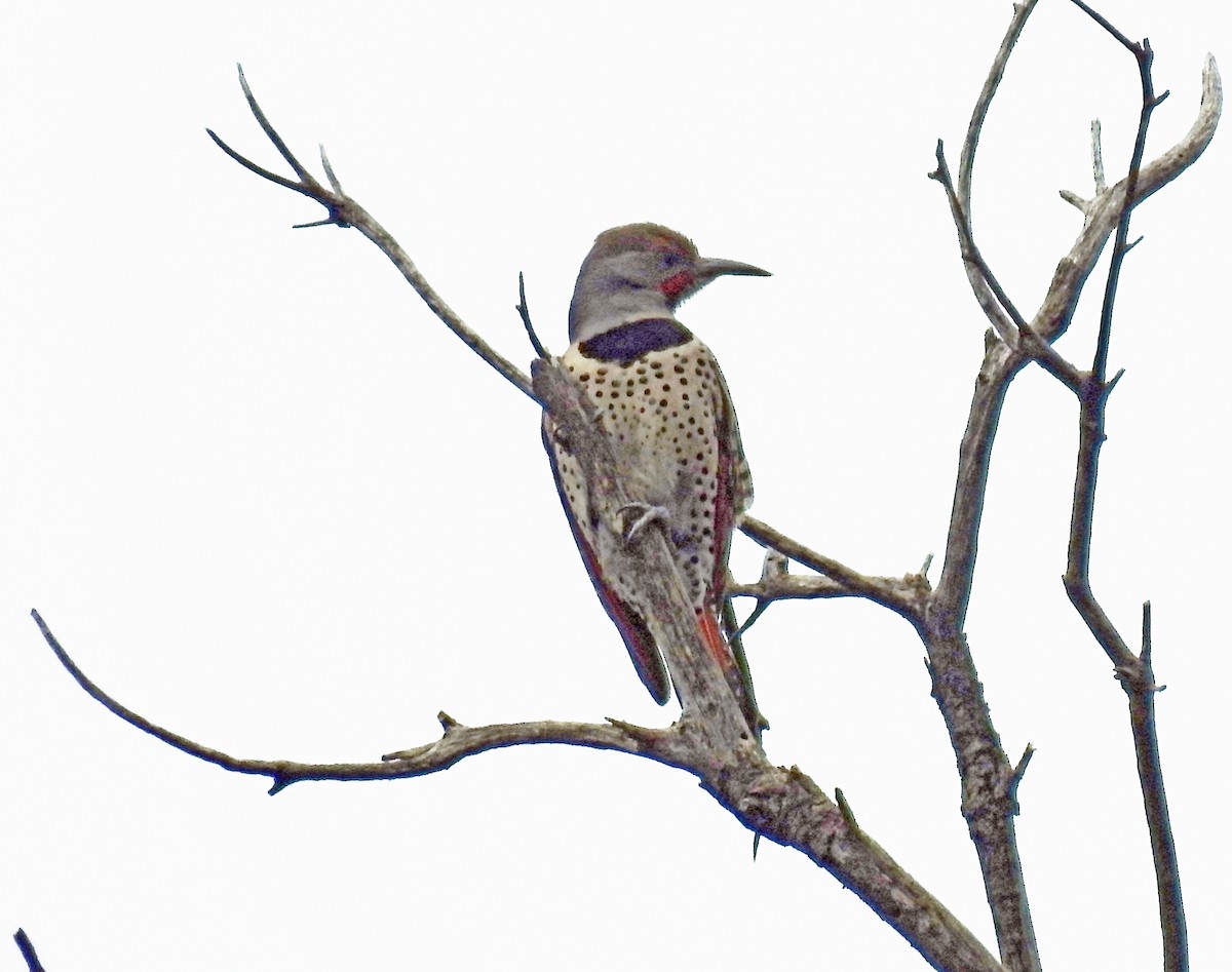 Northern Flicker (Red-shafted) - Layton Pace
