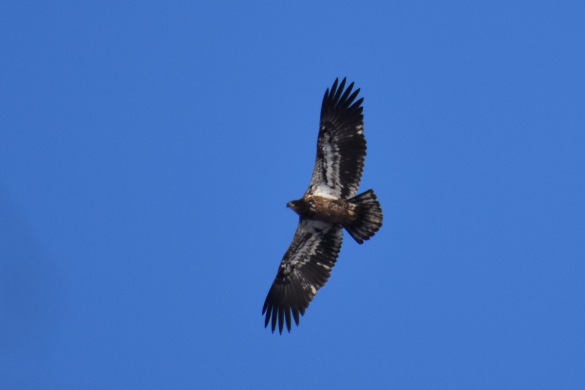 Bald Eagle - ML406217601