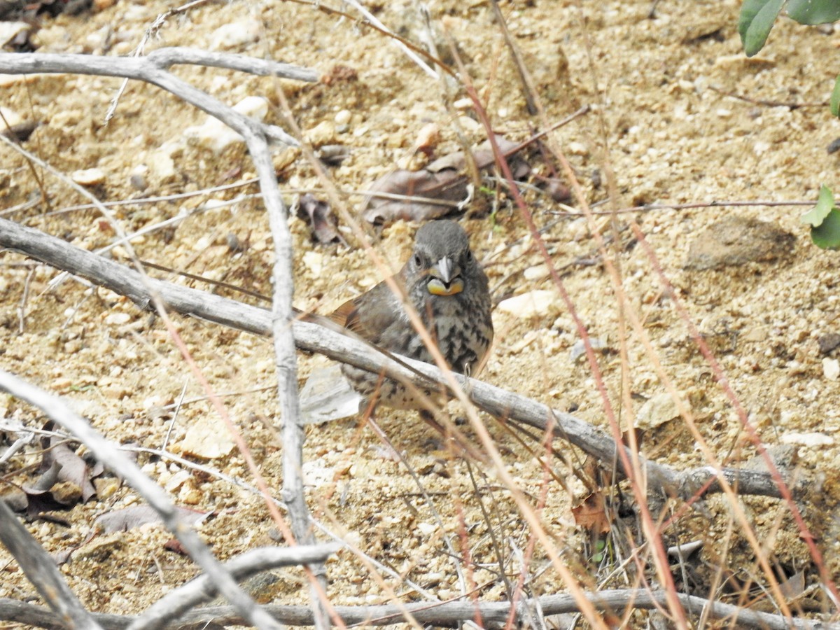 Fox Sparrow (Thick-billed) - ML406217731