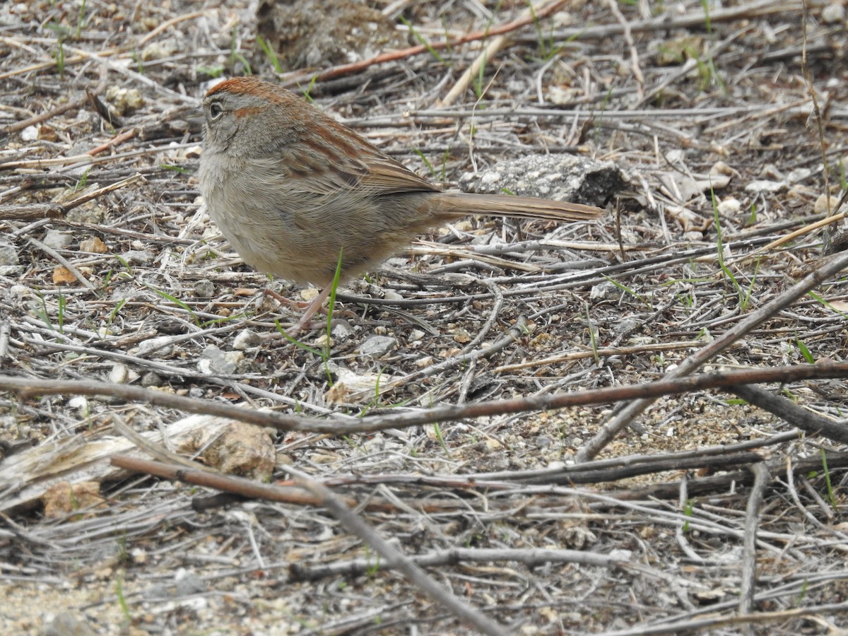 Rufous-crowned Sparrow - Layton Pace