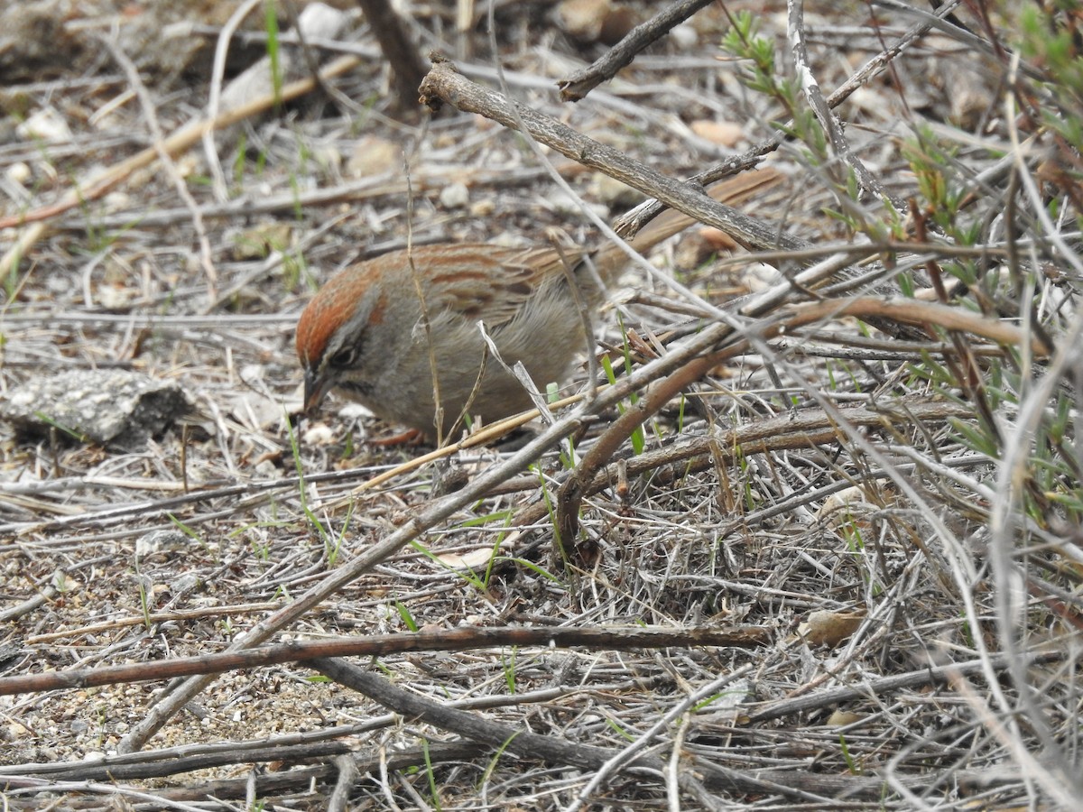 Rufous-crowned Sparrow - Layton Pace