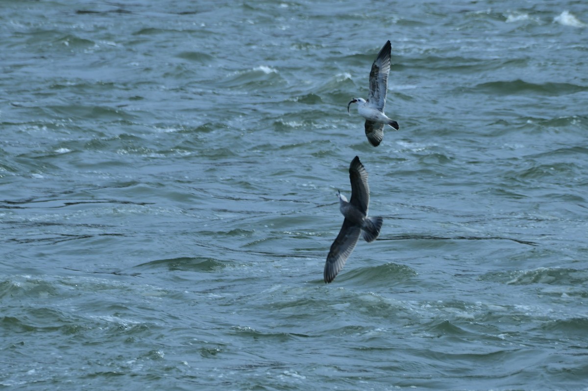 Herring Gull - ML406218331