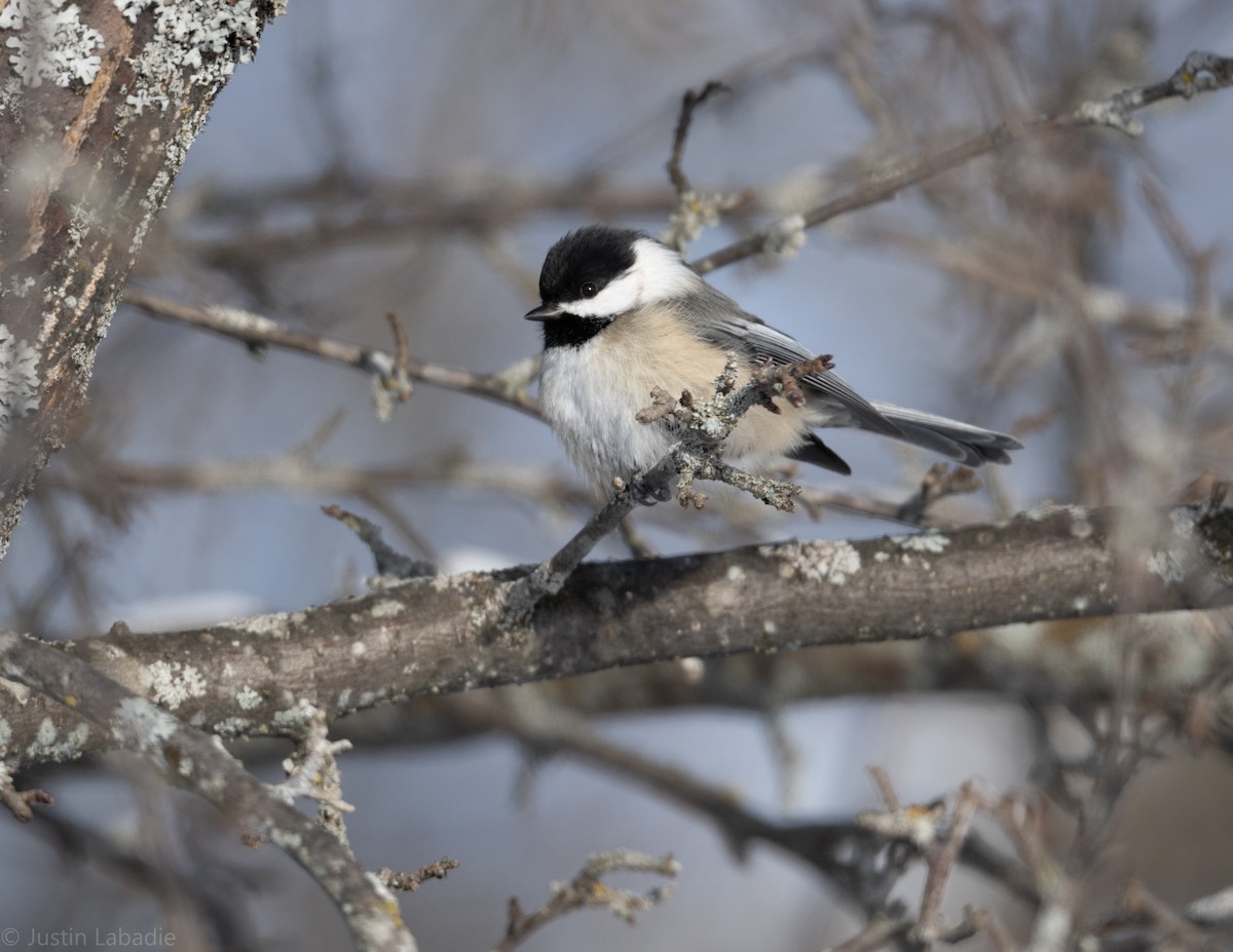 Black-capped Chickadee - ML406218361