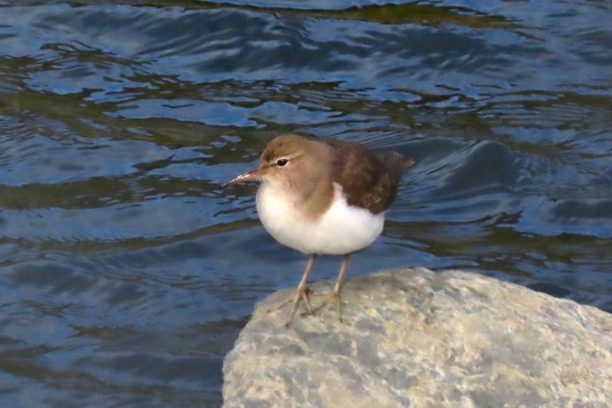 Spotted Sandpiper - ML406218391