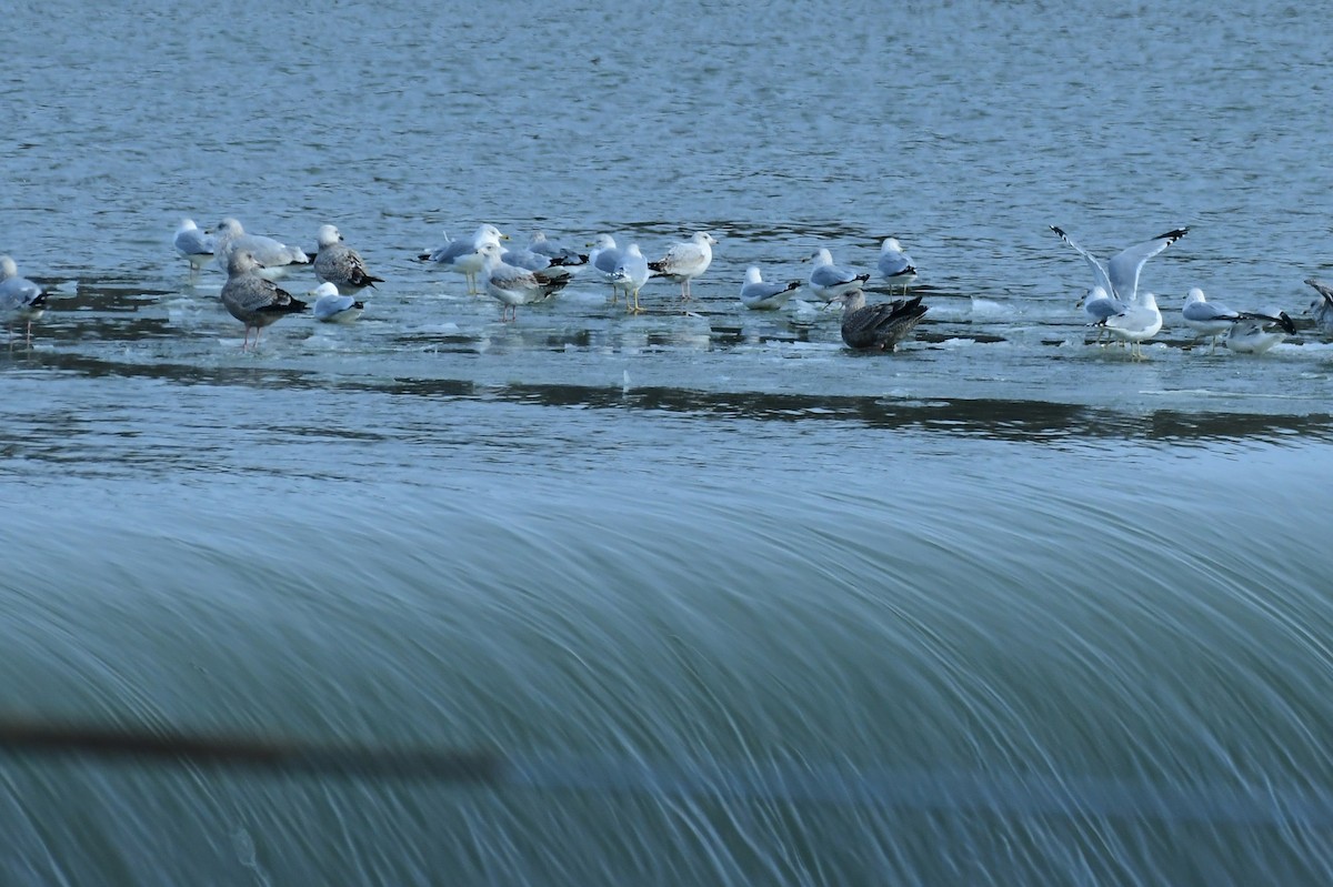 Herring Gull - Ron Burkert