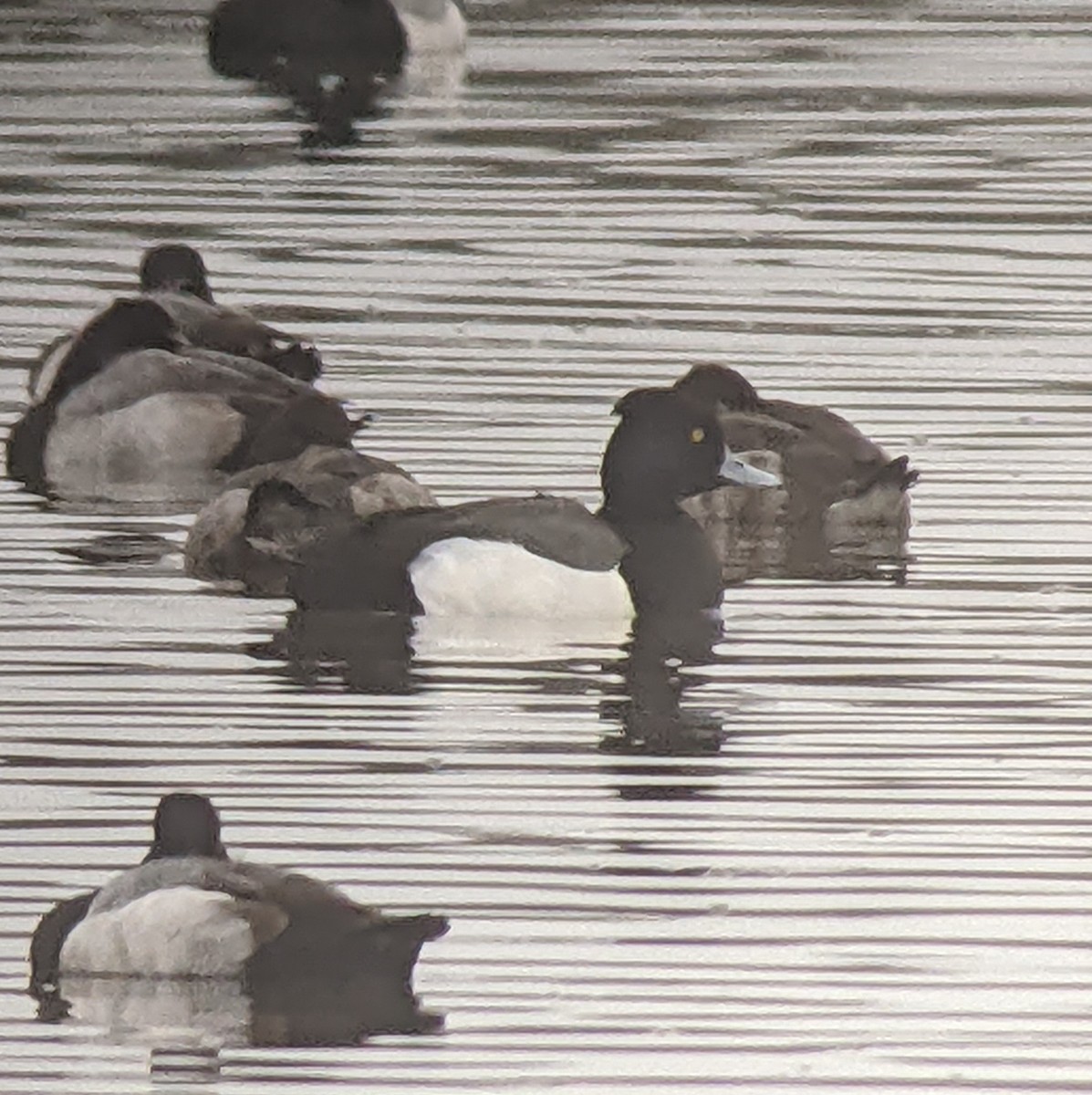 Tufted Duck x scaup sp. (hybrid) - ML406219621
