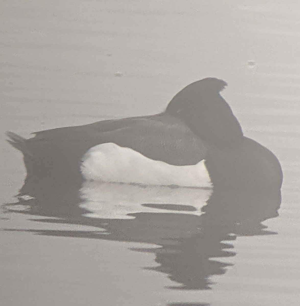 Tufted Duck x scaup sp. (hybrid) - ML406219631