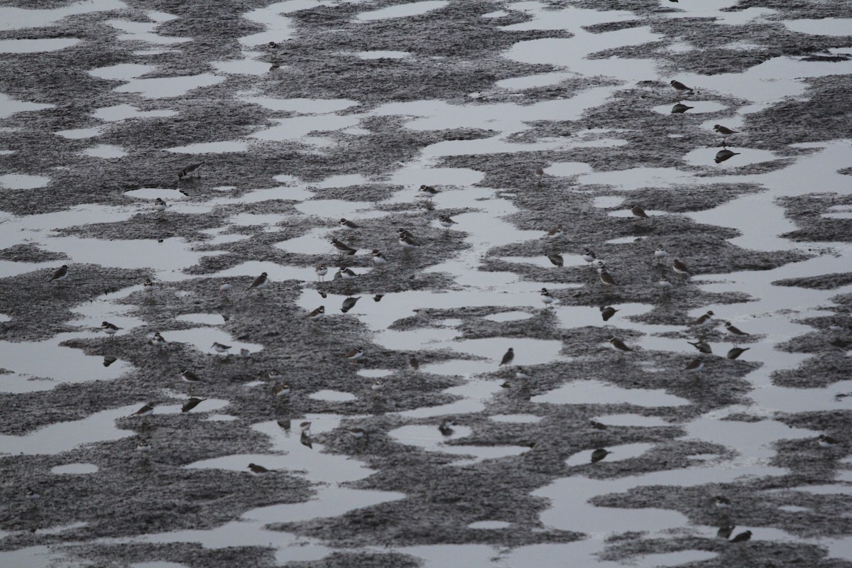 Semipalmated Plover - ML406220571