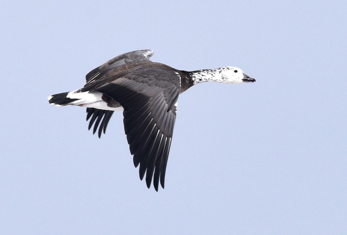 Snow x Cackling Goose (hybrid) - Steven Mlodinow