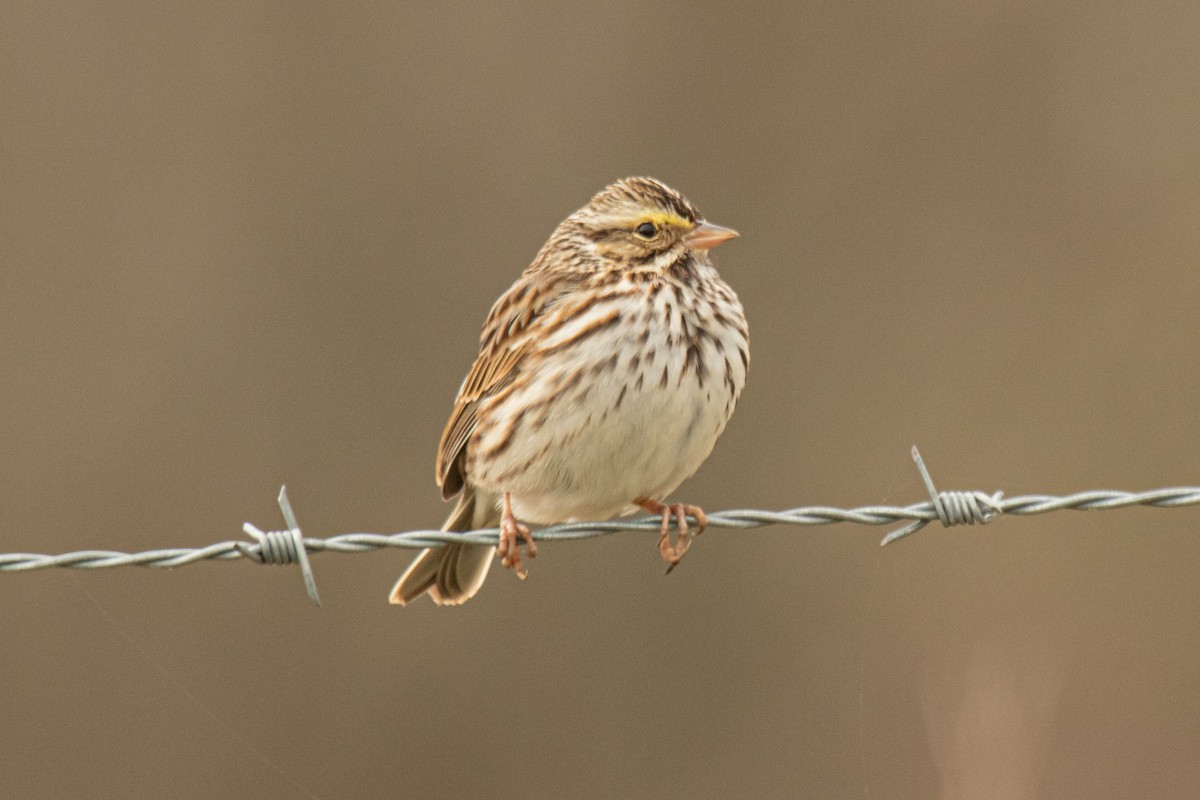 Savannah Sparrow - ML406223571