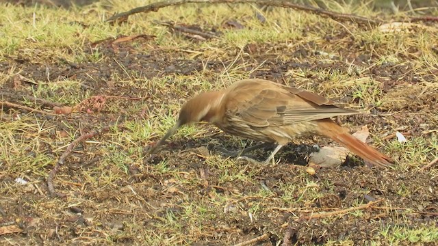 Scimitar-billed Woodcreeper - ML406224351