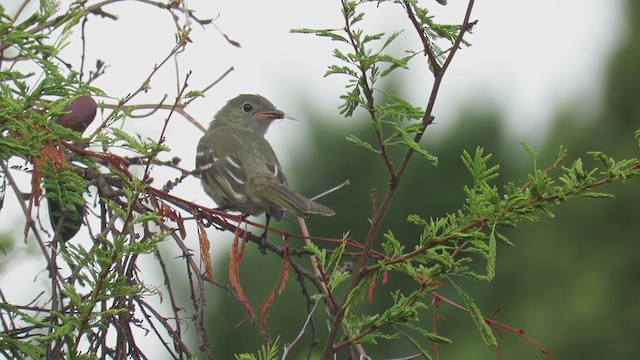 Dreibinden-Olivtyrann - ML406224441