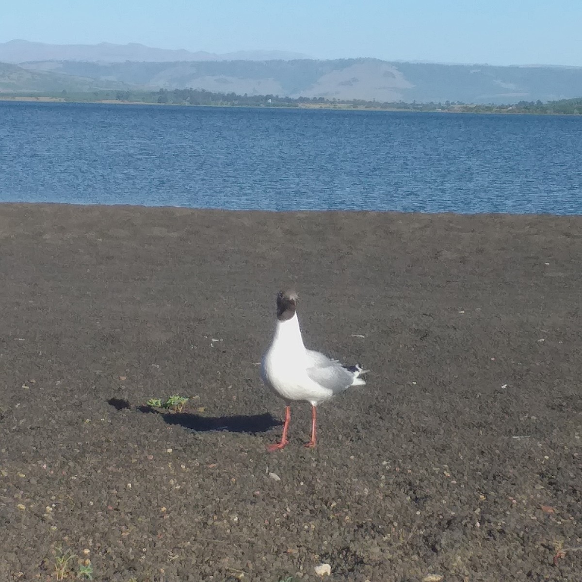 Brown-hooded Gull - ML406224631