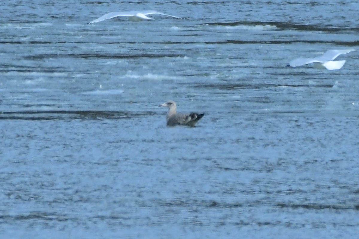 Herring Gull - Ron Burkert