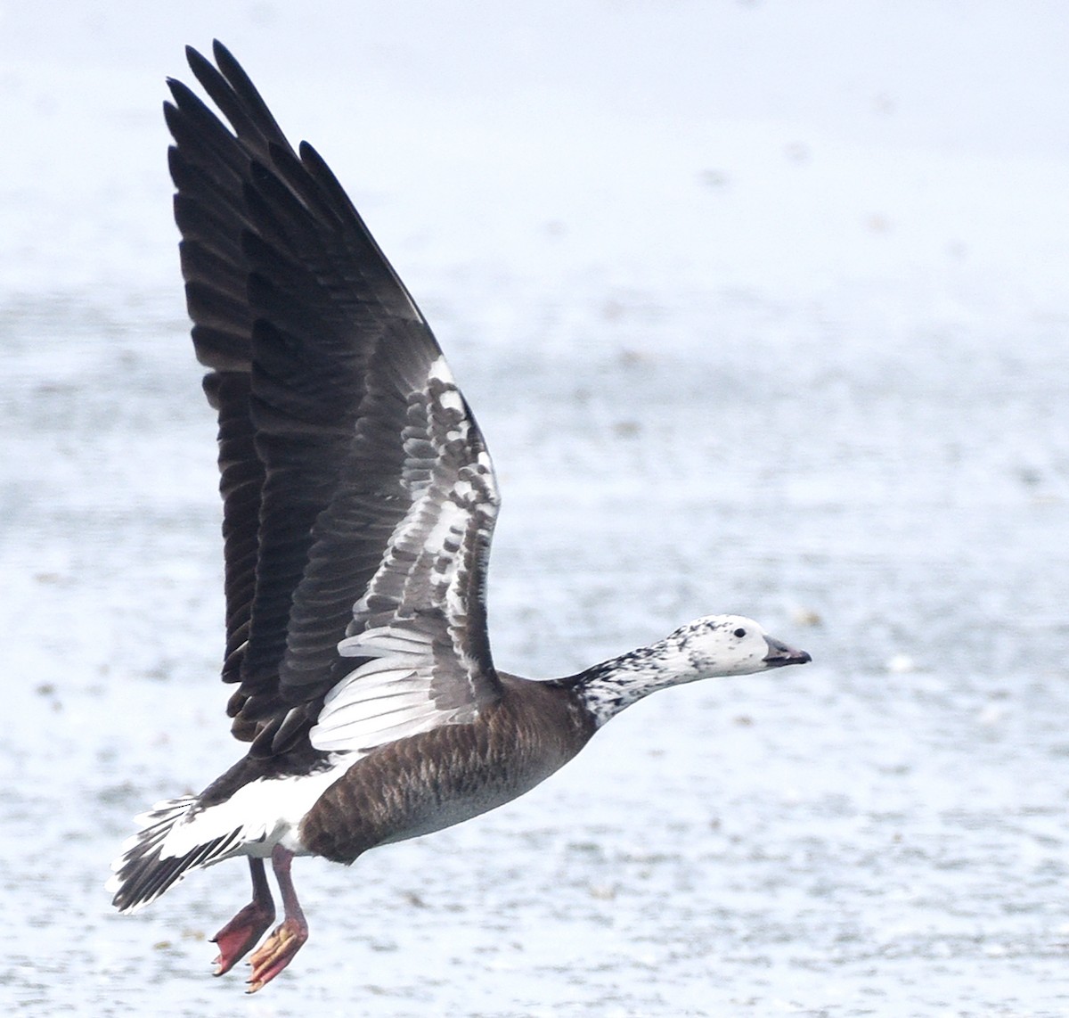 Snow x Cackling Goose (hybrid) - Steven Mlodinow