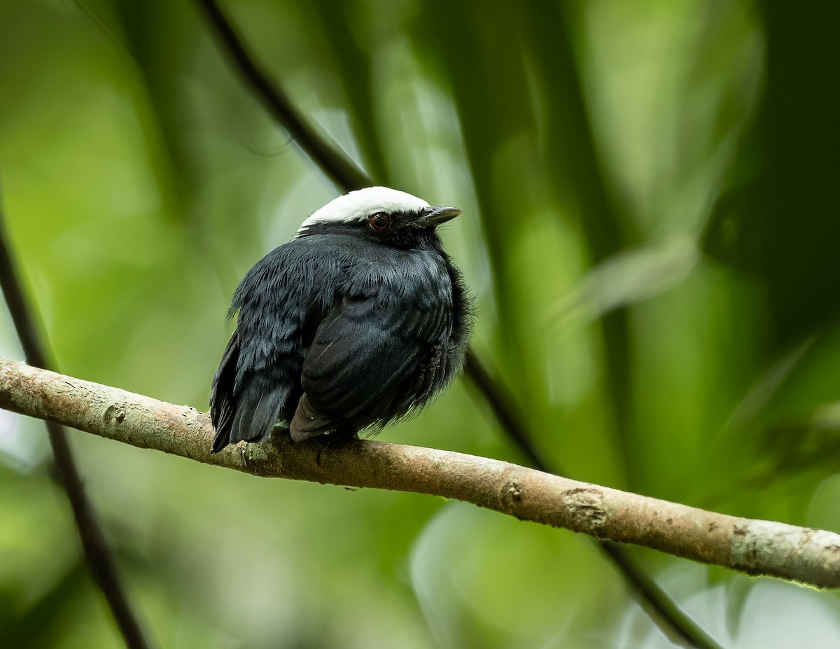 White-crowned Manakin - Alex Luna