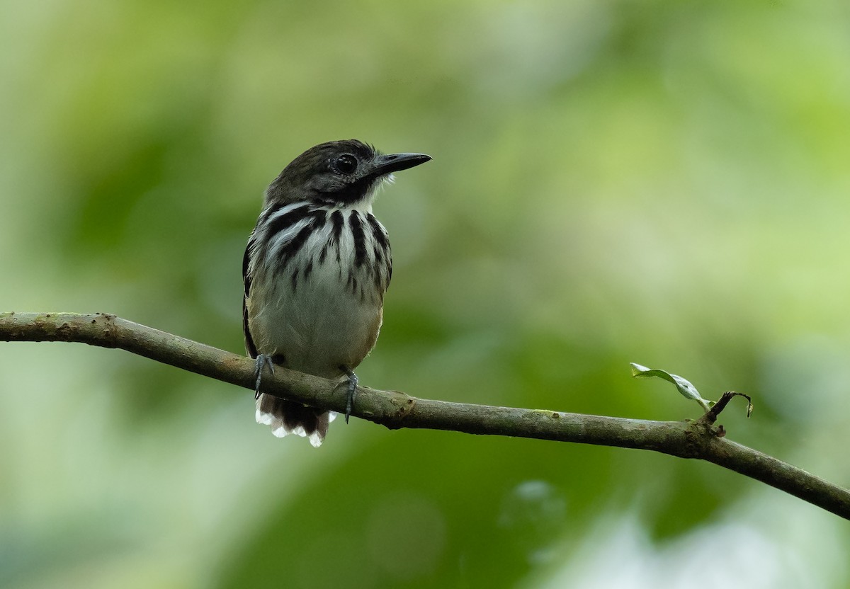 Dot-backed Antbird - Alex Luna